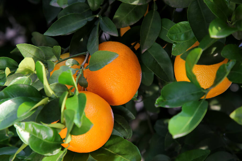 البرتقال لفقدان الوزن